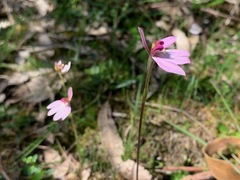 Caladenia