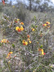 Dillwynia sericea
