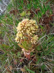 Aeonium haworthii