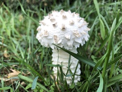 Saproamanita vittadinii