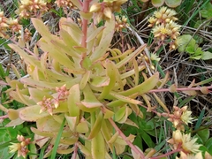 Aeonium haworthii