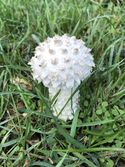 Saproamanita vittadinii