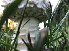 Saproamanita vittadinii