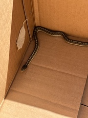Thamnophis elegans vagrans