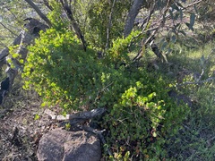 Muehlenbeckia adpressa