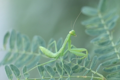 Hierodula patellifera