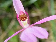 Caladenia