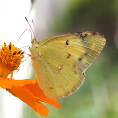 Colias poliographus