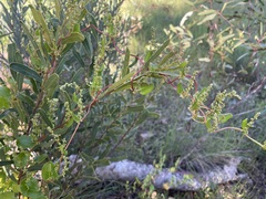 Muehlenbeckia adpressa