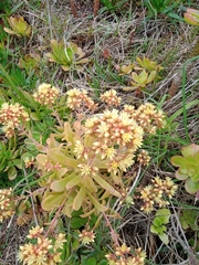Aeonium haworthii