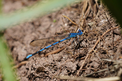 Argia tarascana