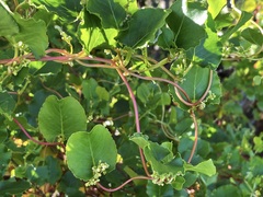 Muehlenbeckia adpressa