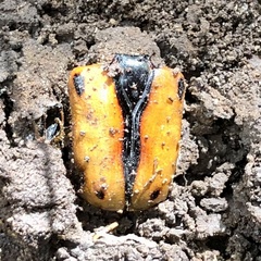 Chondropyga dorsalis