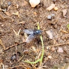 Calliphora vomitoria
