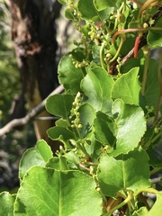 Muehlenbeckia adpressa