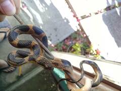 Leptodeira splendida splendida