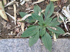 Plantago depressa
