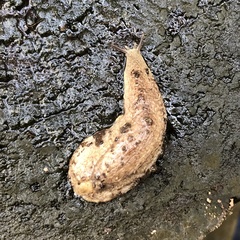 Testacella haliotidea