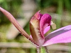 Caladenia