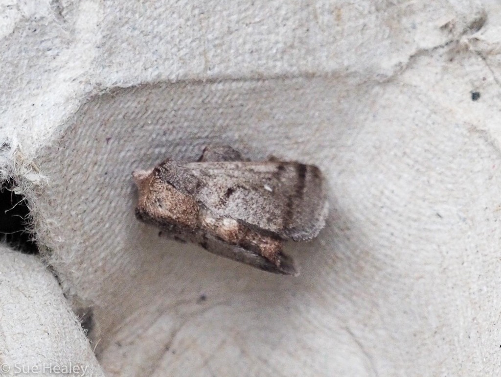 Pygmaeomorpha modesta (Pygmaeomorpha modesta)