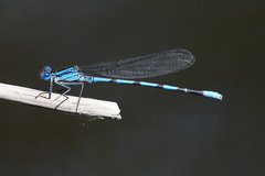 Argia tarascana