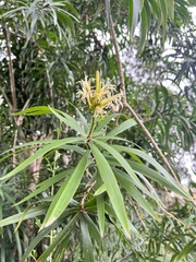 Dracaena usambarensis