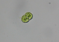 Cosmarium