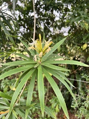 Dracaena usambarensis