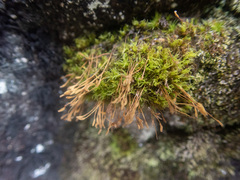 Orthotrichaceae