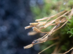 Orthotrichaceae
