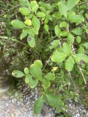 Coprosma foetidissima
