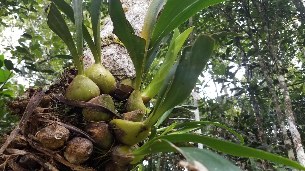 Bulbophyllum sulfureum Schltr. 4