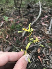 Diuris sulphurea