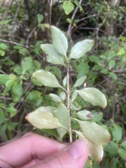 Coprosma foetidissima