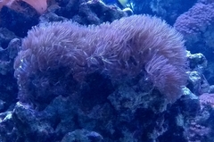 Heteractis