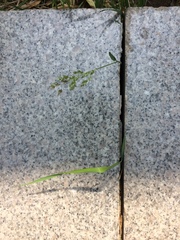 Anthoxanthum glabrum