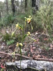 Diuris sulphurea