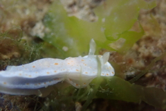 Goniobranchus epicurius