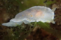 Goniobranchus epicurius