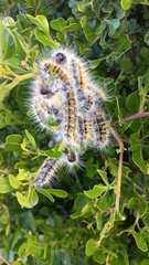 Bombycomorpha bifascia