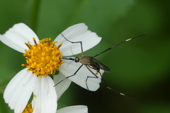 Toxorhynchites gravelyi