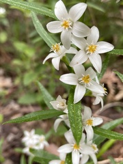 Crowea angustifolia