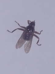 Hippoboscidae