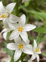 Crowea angustifolia