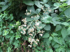 Rubus bifrons