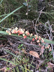 Sphaerolobium grandiflorum