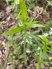 Crowea angustifolia