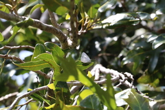 Eirmocides absimilis