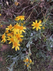 Senecio magnificus