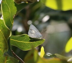 Eirmocides absimilis